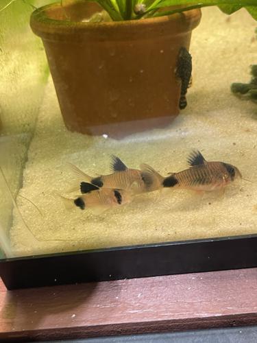 7 PANDA CORY/ TANK BRED 1.5''